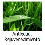 antiedad