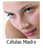 CelulasMadre